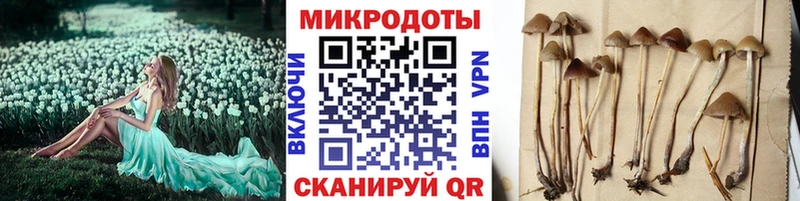KRAKEN ТОР  Куйбышев  Псилоцибиновые грибы мицелий 